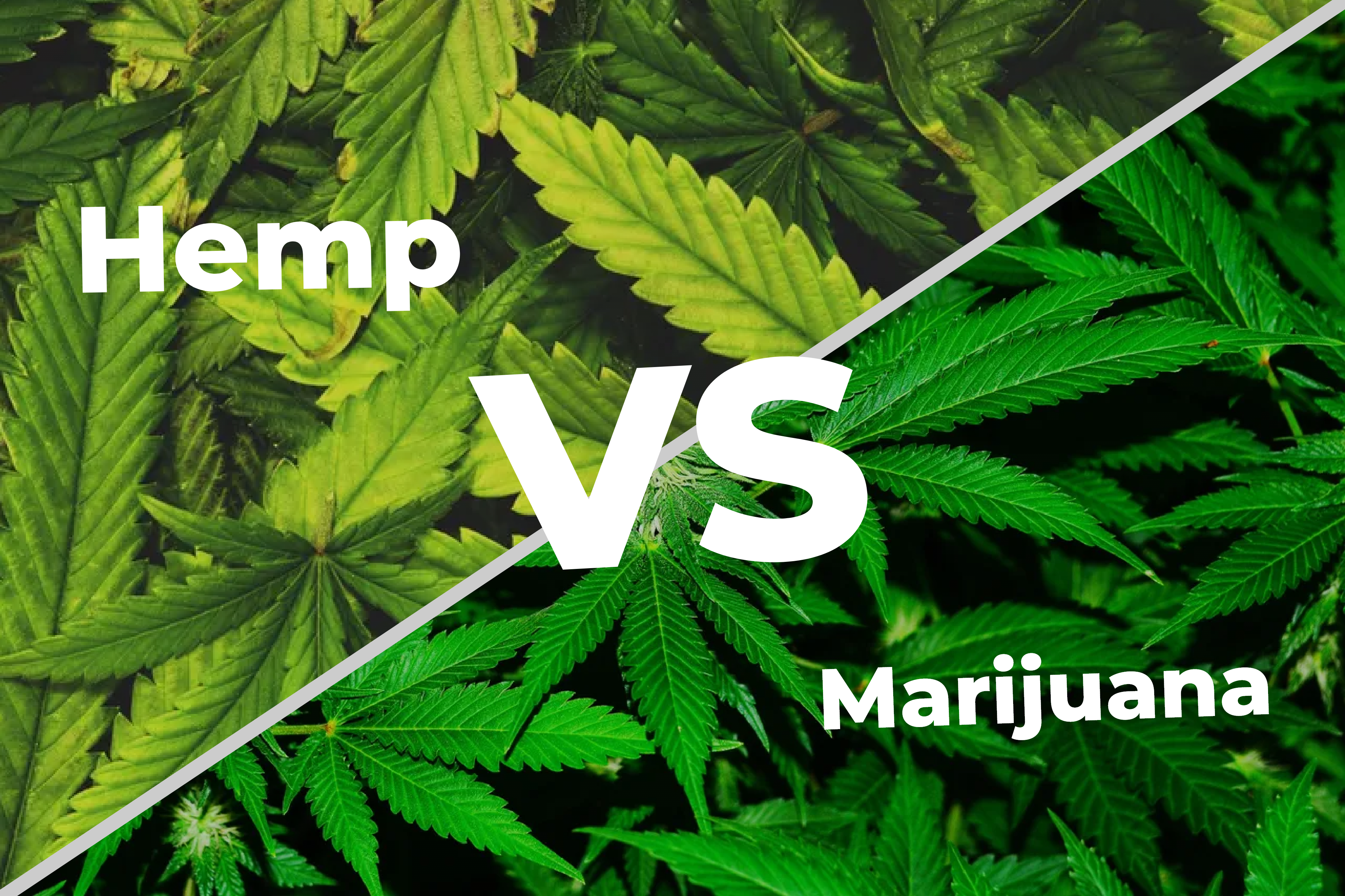 Hemp Vs Marijuana: Know The Difference Between Hemp & Weed! | BudPop