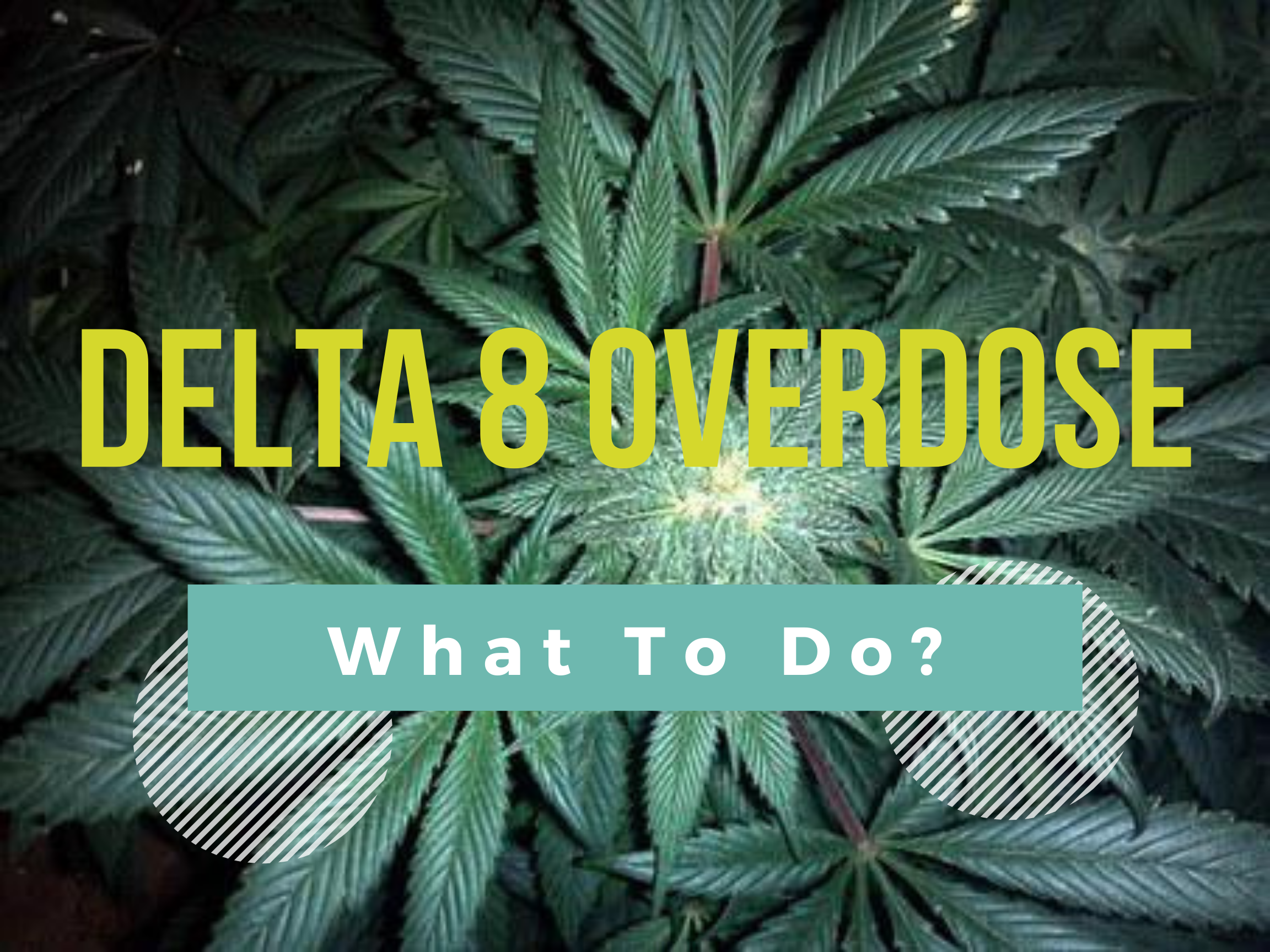 overdosing on Delta 8