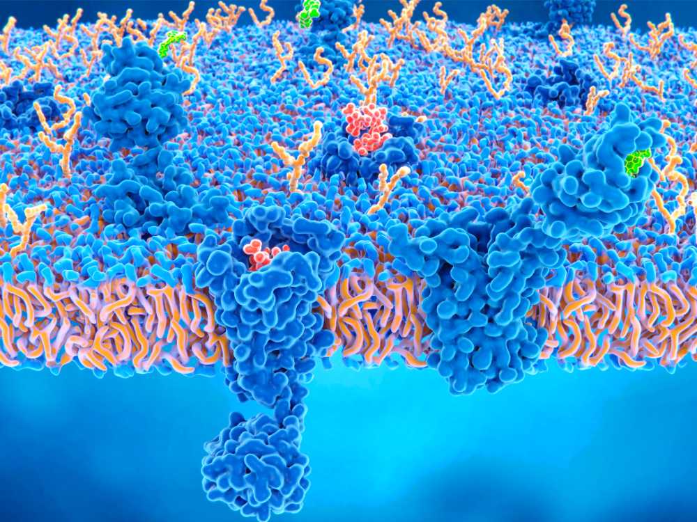 endocannabinoid system micrograph