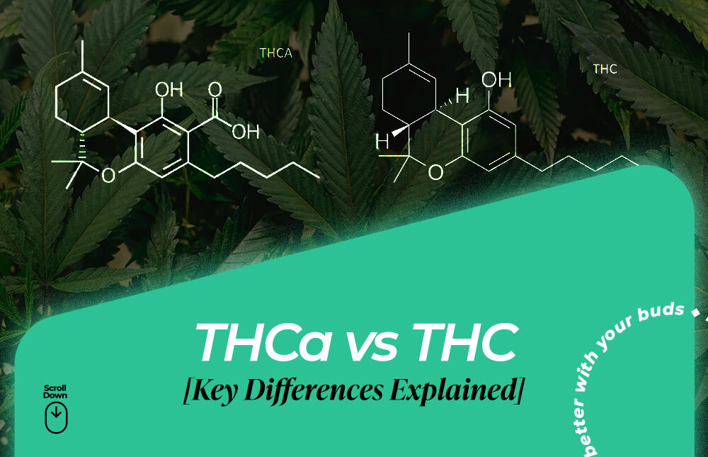 thca vs thc