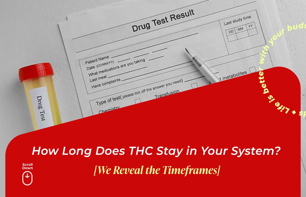 how long does thc stay in system