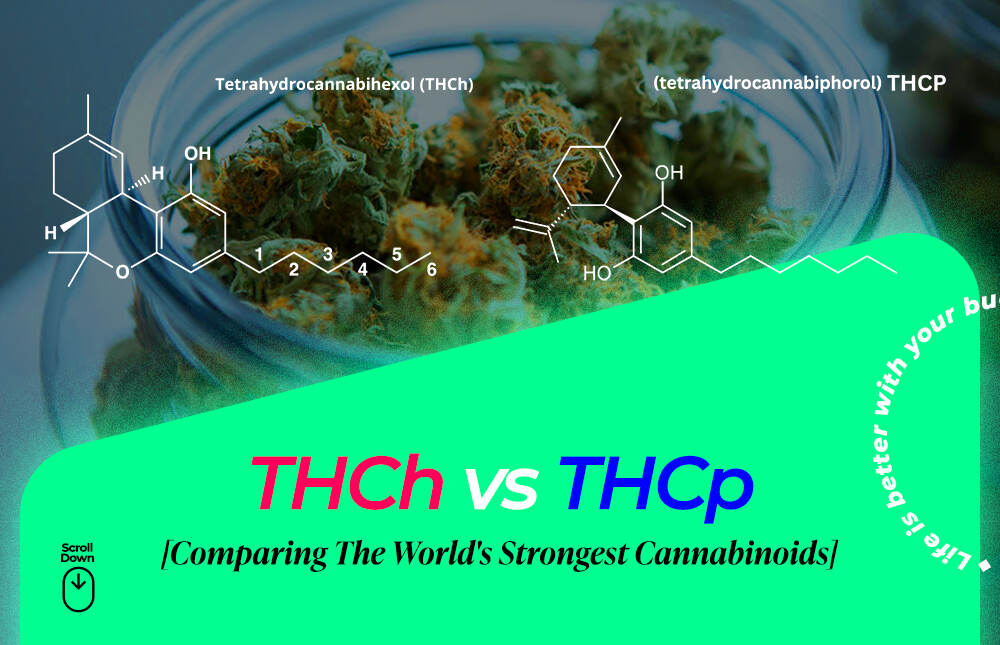 thch vs thcp