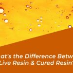 live resin vs cured resin