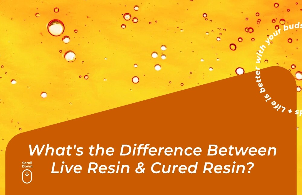 live resin vs cured resin