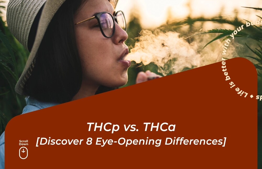 thcp vs thca