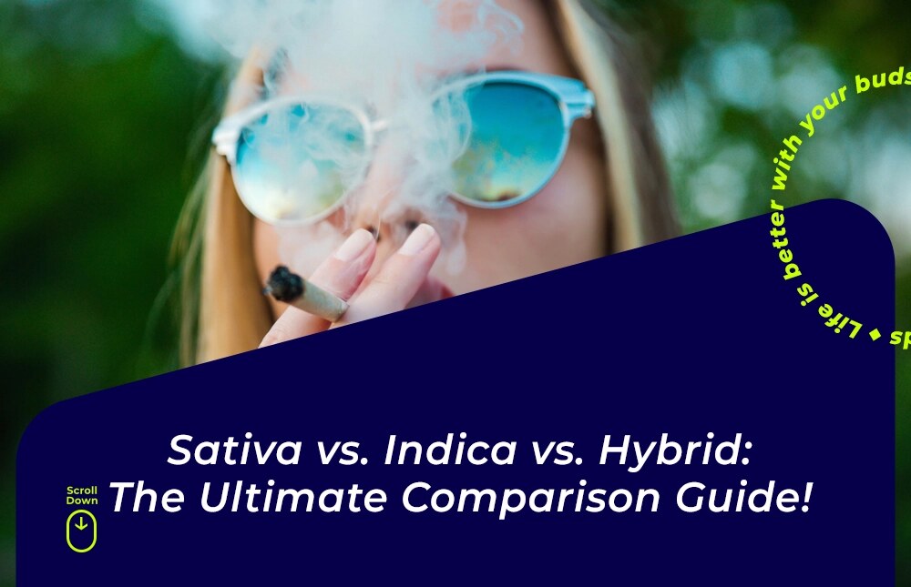sativa vs indica vs hybrid