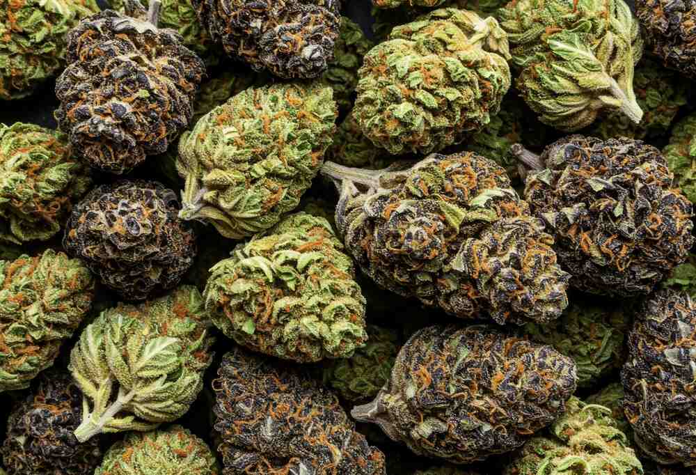 various types of sativa indica hybrid flower