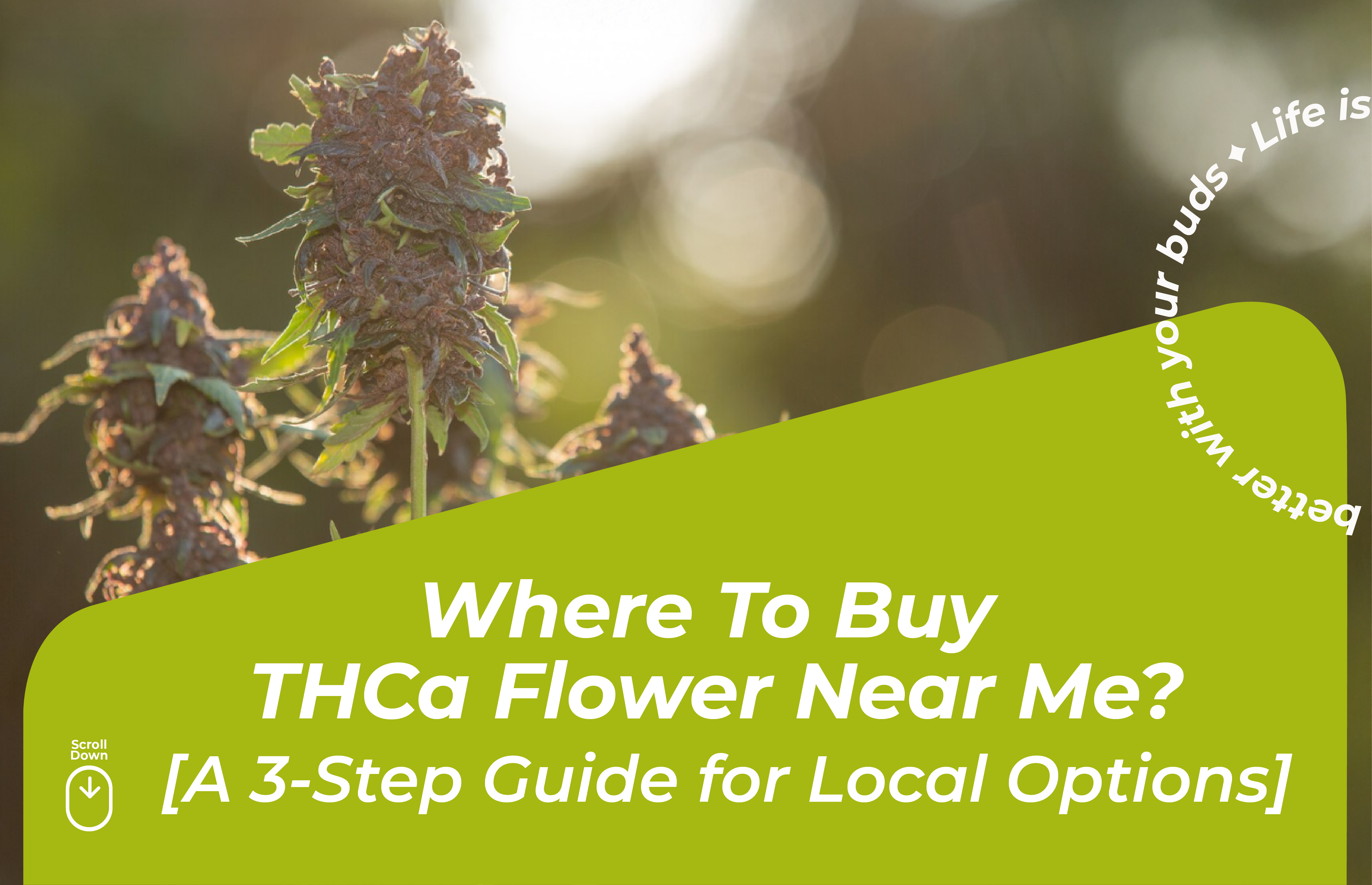Where To Buy THCa Flower Near Me